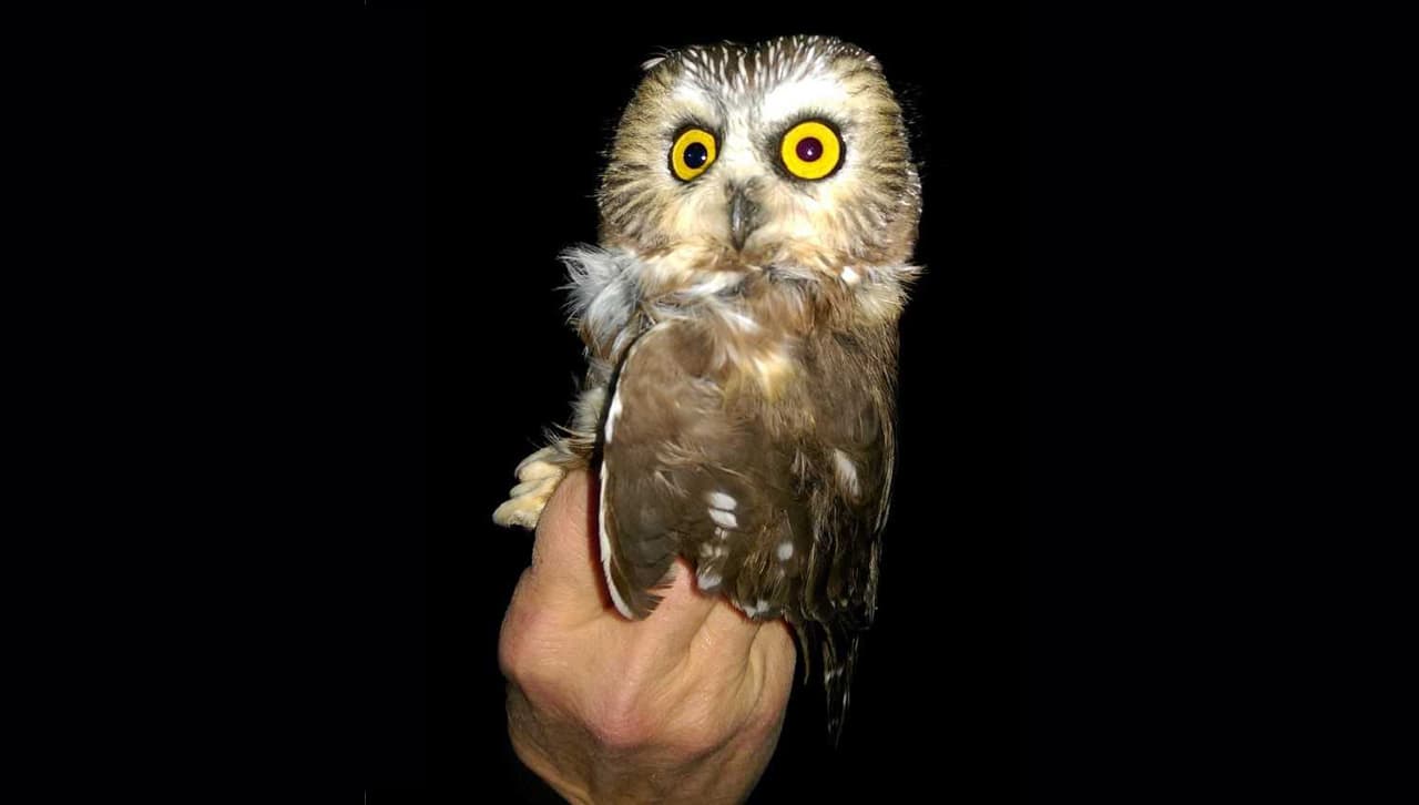 Rob Smith, Ph.D., professor of biology at Scranton, has been working on a preliminary project on saw-whet owls. (Photo credit: Dr. Smith.)