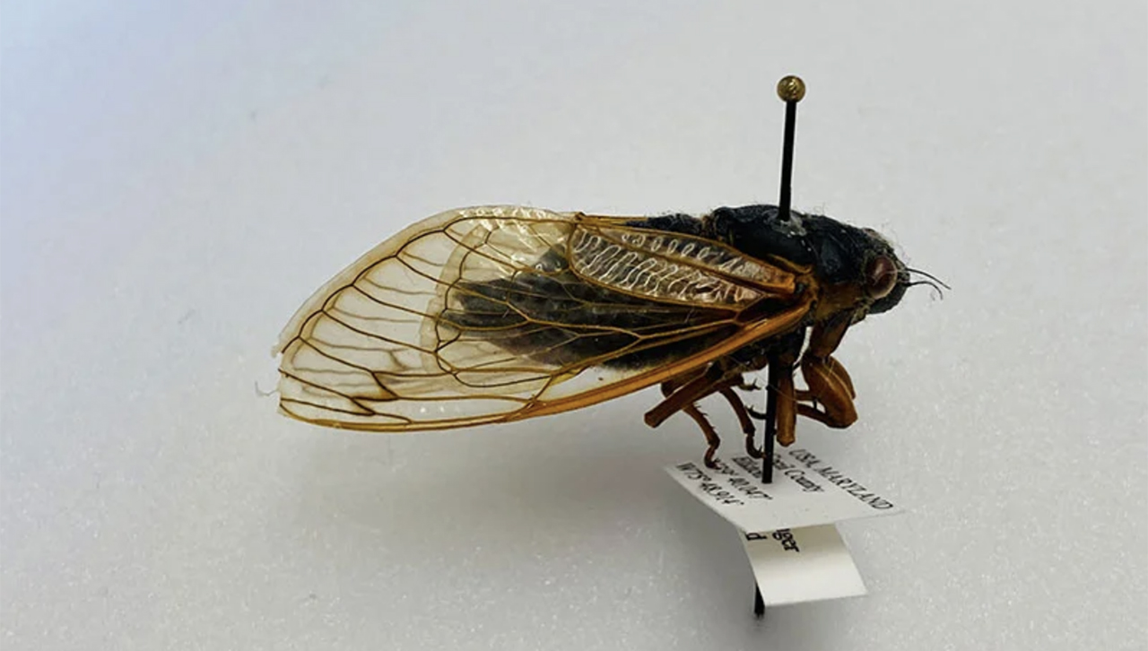The Cicada are Coming! image