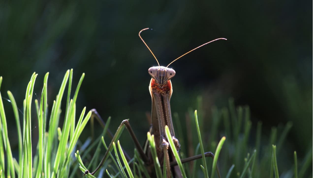 Mohonk Mountain Mantis Man, featured in Esprit (Photo by Karlie Ashcroft)