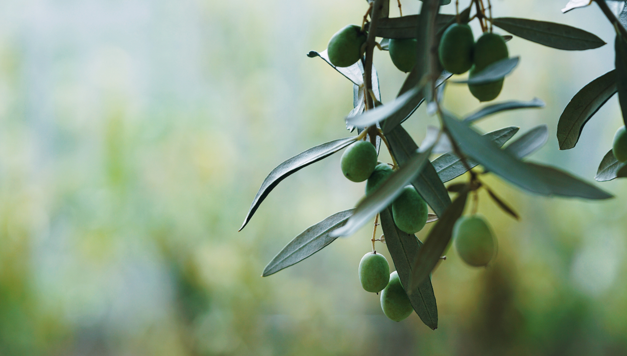 Fulbright Night: Olive Harvest image