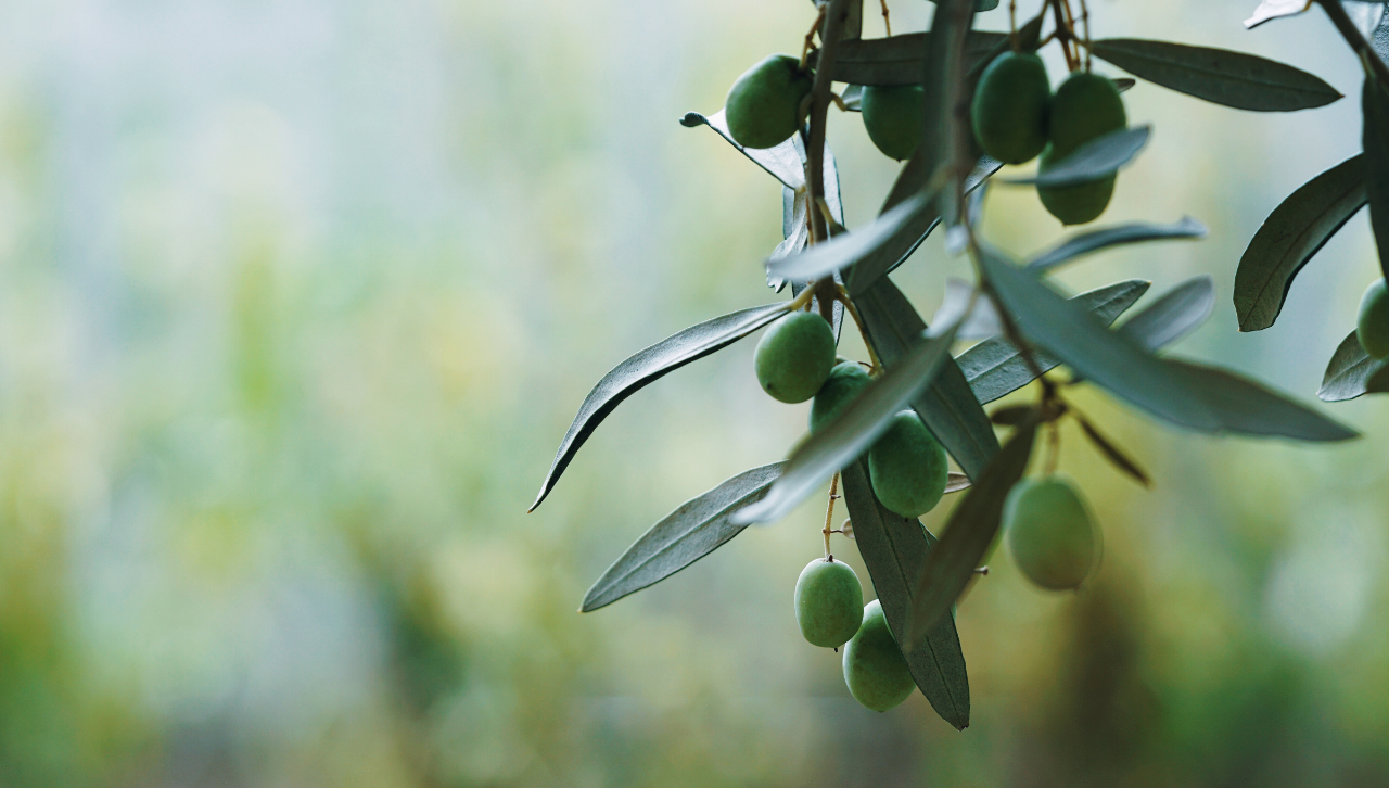 Fulbright Night: Olive Harvest