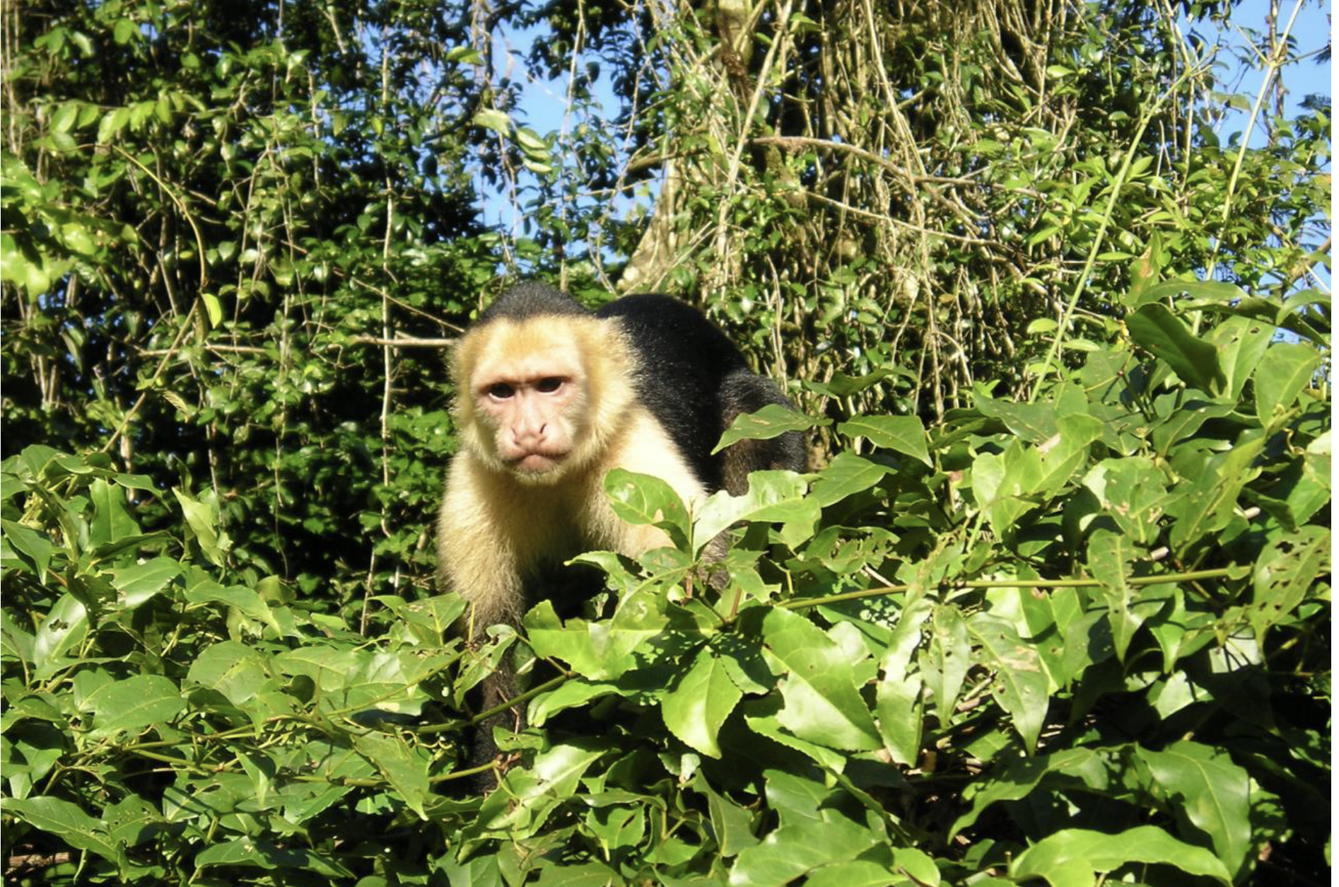white-faced-capuchin-monkey-cahuita-01132007dr-john-conway.png