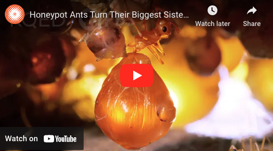 Honeypot Ants Turn Their Biggest Sisters into Jugs of Nectar | Deep Look