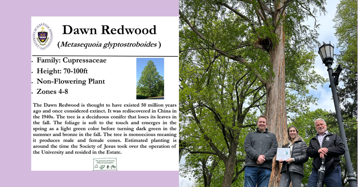 At left: a sign that will be placed near the base of the Dawn Redwood tree on the University's campus. At right: interns in the Office of Sustainability Nathaniel Smith '23, Amelia Farry '25 and Director of Sustainability and Energy Management Mark Murphy.