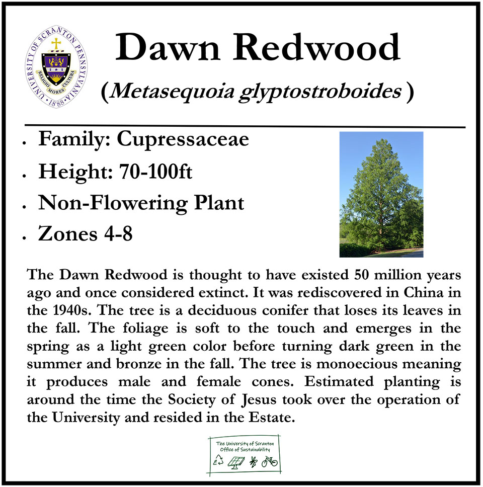 dawn-redwood-plant-sign04272023-copy.jpg
