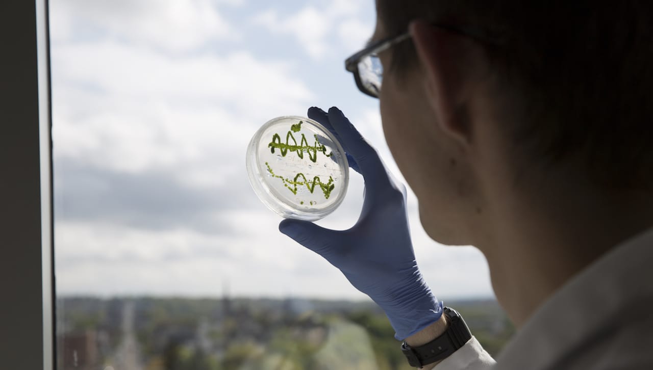 thumbnail for Undergraduate Summer Research Fellows Announced