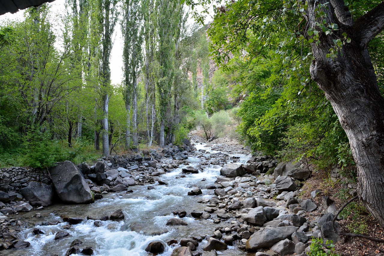 scene of flowing stream and lush green woodland surroundings
