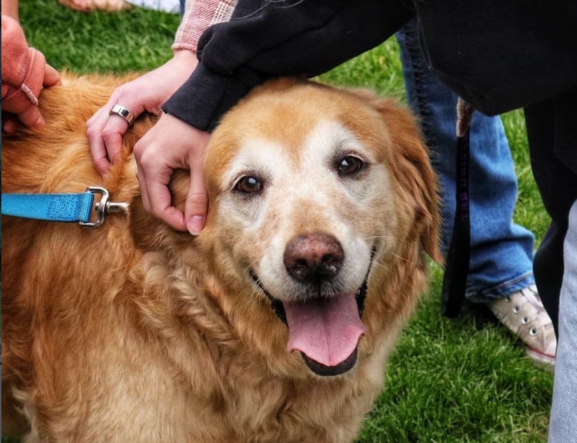 The Center for Service and Social Justice hosts Pet Therapy: Canines on Campus twice each year on the last Tuesday of September and the last Tuesday of April. The goal is to provide stress relief and joy to students, staff and faculty on campus before midterms and finals.